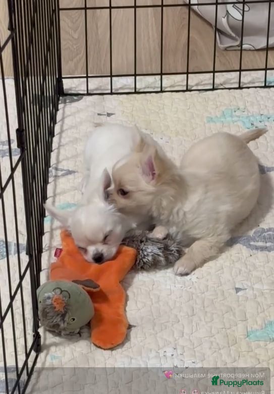 Chihuahua honden Kleine chihuahua's - Advertentie 3