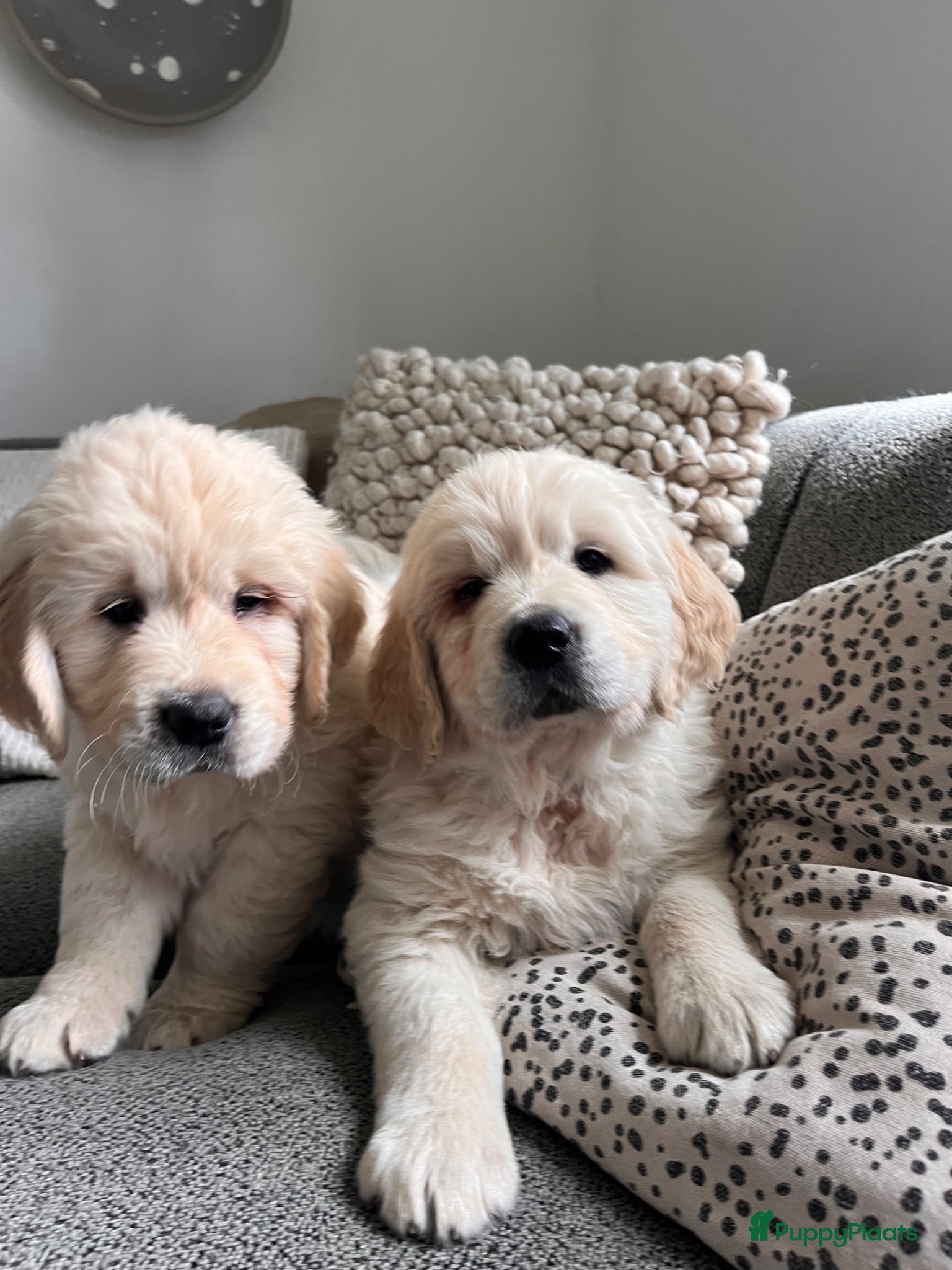 Golden Retriever honden 2 Golden retriever reutjes 🩵 zie uitleg prijs - Advertentie 2