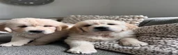 Golden Retriever honden te koop: 2 Golden retriever reutjes 🩵 zie uitleg prijs - Advertentie 2