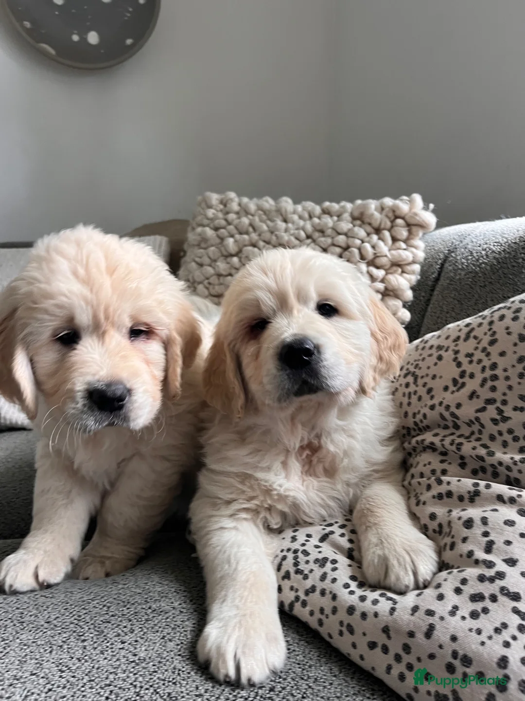 Golden Retriever honden te koop: 2 Golden retriever reutjes 🩵 zie uitleg prijs - Advertentie 2