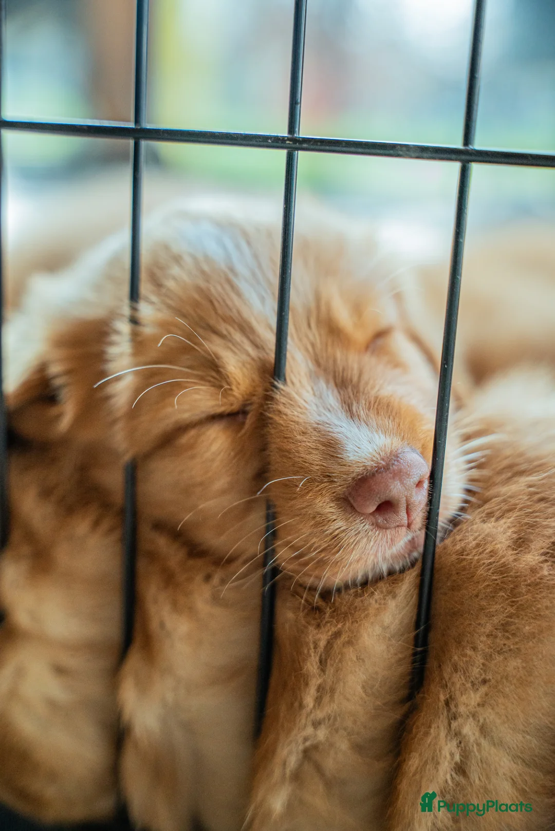 Nova Scotia Duck Tolling Retriever honden te koop: Nog 3 lieve toller pups beschikbaar! in Slijk-Ewijk - Advertentie 2