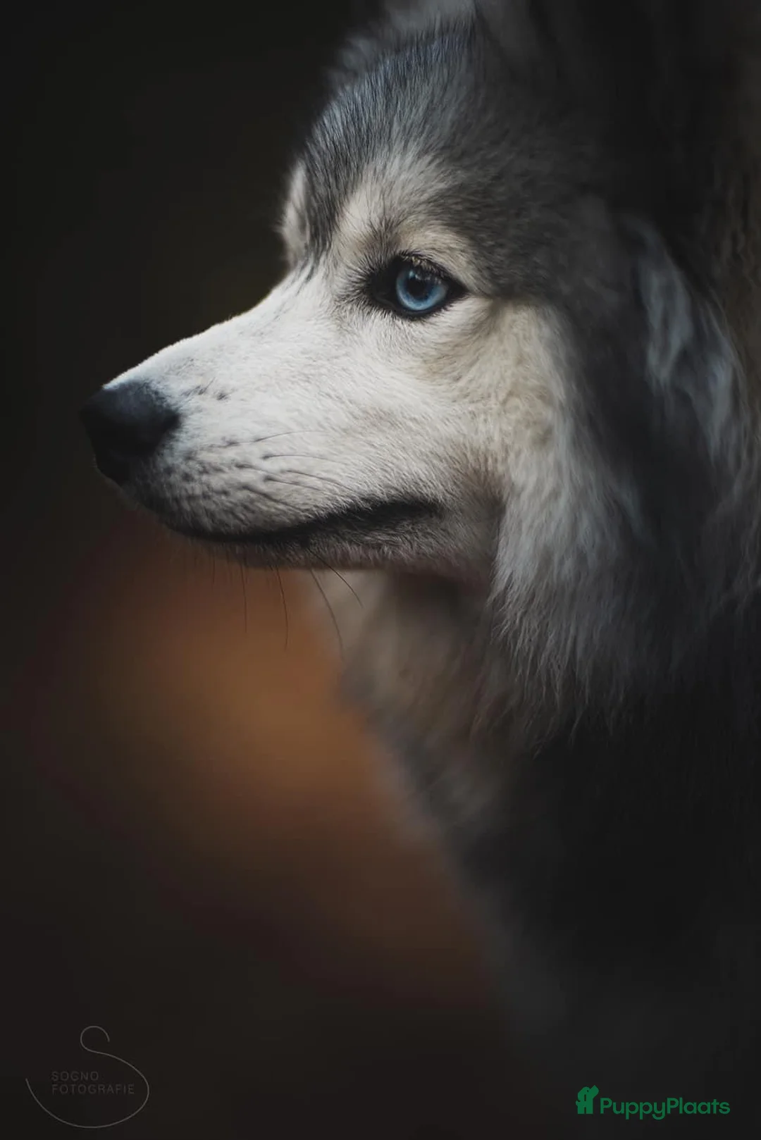 Pomsky honden ter dekking: F1 Dekreu Pomsky  - Advertentie 3