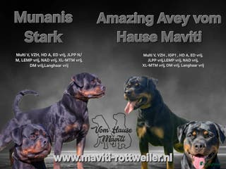 Rottweiler honden Rottweiler pups met stamboom verwacht - Advertentie 1