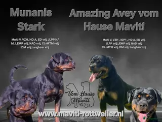 Rottweiler honden Rottweiler pups met stamboom verwacht - Advertentie 2