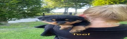 Rottweiler honden te koop: Lieve rottweilers puppy’s  - Advertentie 12