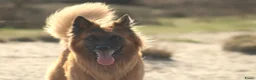 Groenendaeler honden te koop: 1e Baskische herder nestje van Nederland! - Advertentie 3
