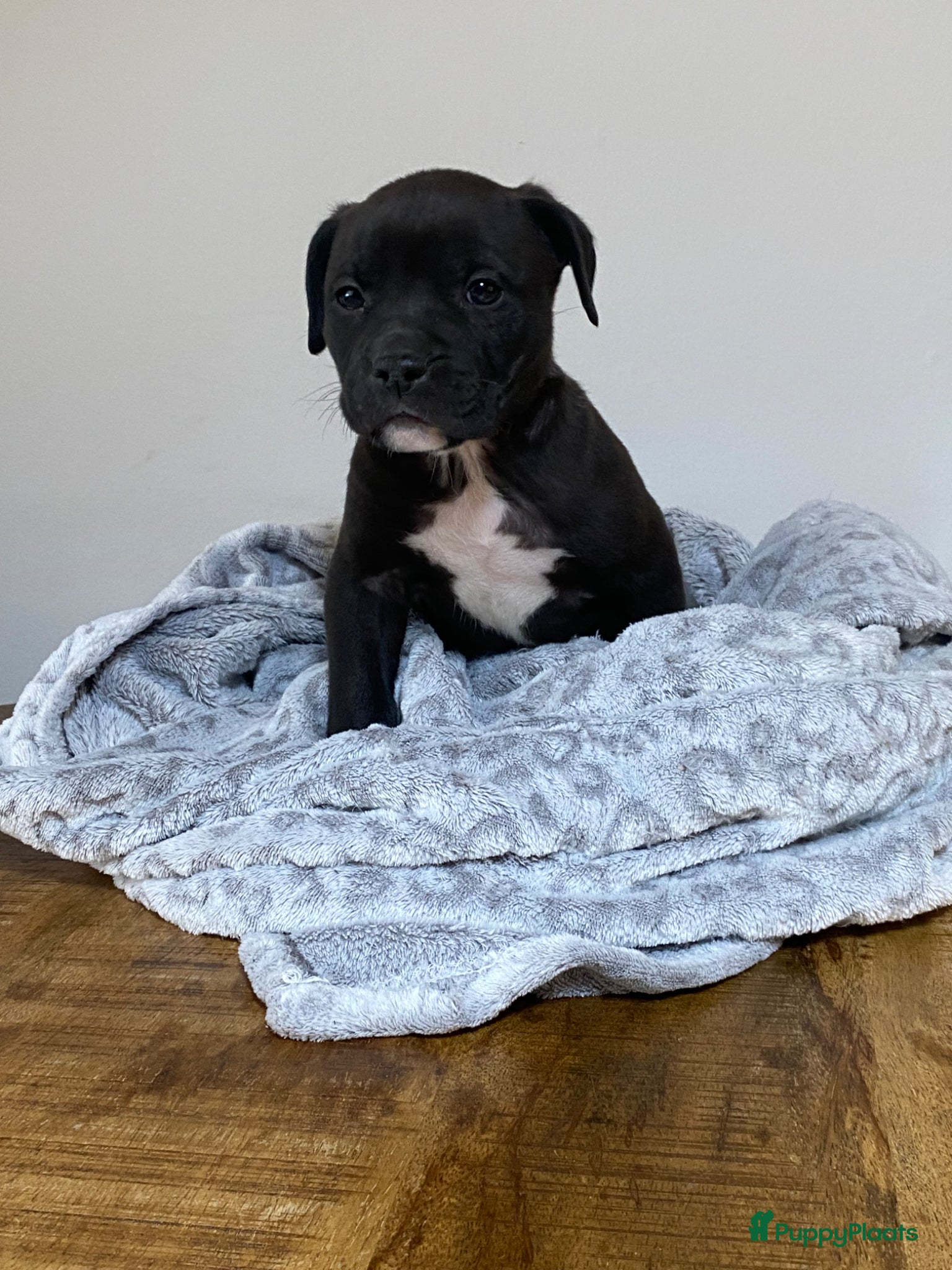 American Staffordshire Terriër honden American Stafford te koop - Advertentie 1