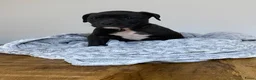 American Staffordshire Terriër honden te koop: American Stafford te koop - Advertentie 1