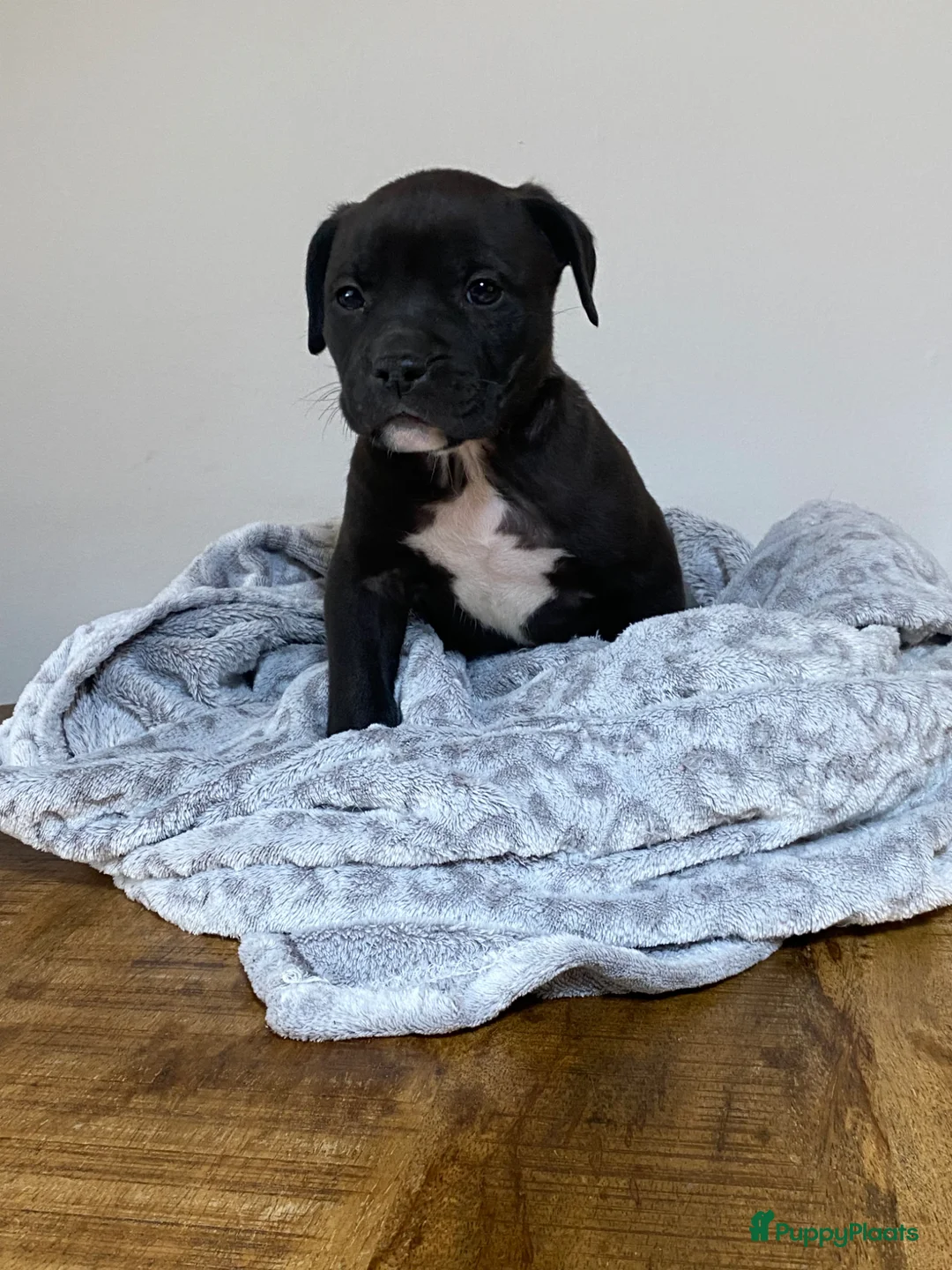 American Staffordshire Terriër honden te koop: American Stafford te koop - Advertentie 1