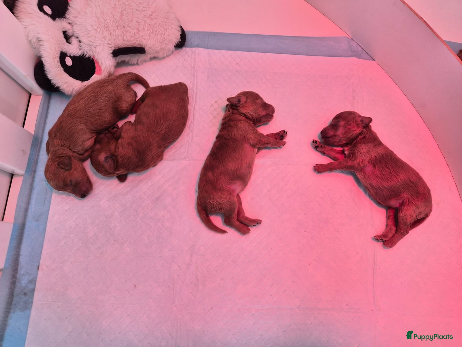 Poedel Toy honden Toypoedel pups - Advertentie 2