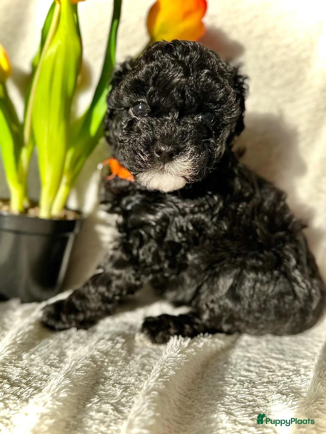 Poedel Toy honden te koop: Toypoedel pups (mini toypoedel) toypoodle puppy’s  - Advertentie 7