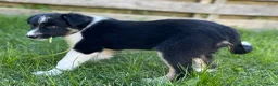 Border Collie honden te koop: Gezonde Border Collie pups stamboom (ISDS/FCI) - Advertentie 14