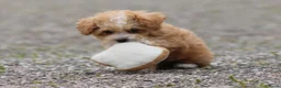 Maltipoo honden te koop: Lieve Maltipoo pups - Advertentie 12