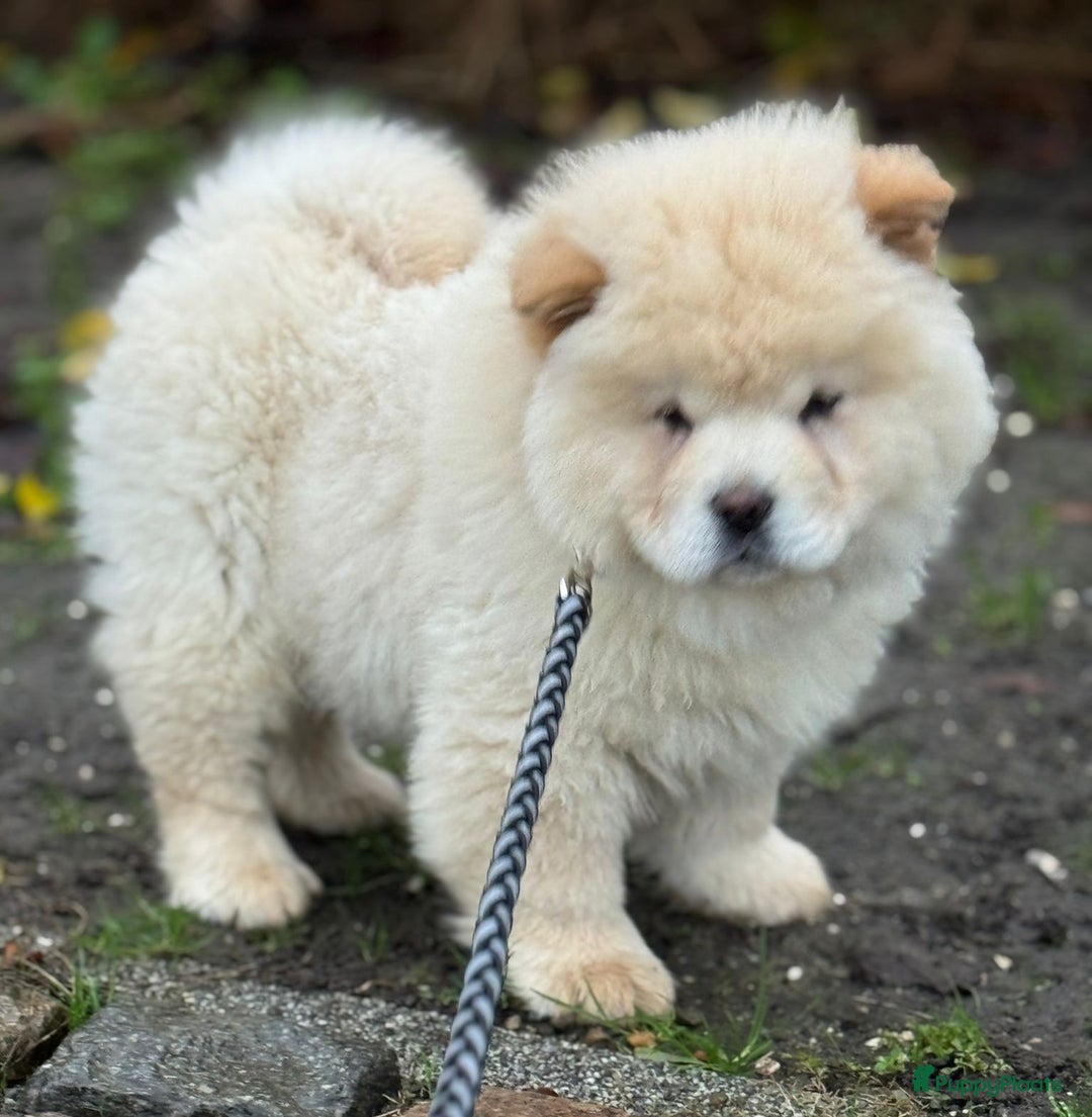 Chow Chow honden te koop: Chow chow pup - Advertentie 2