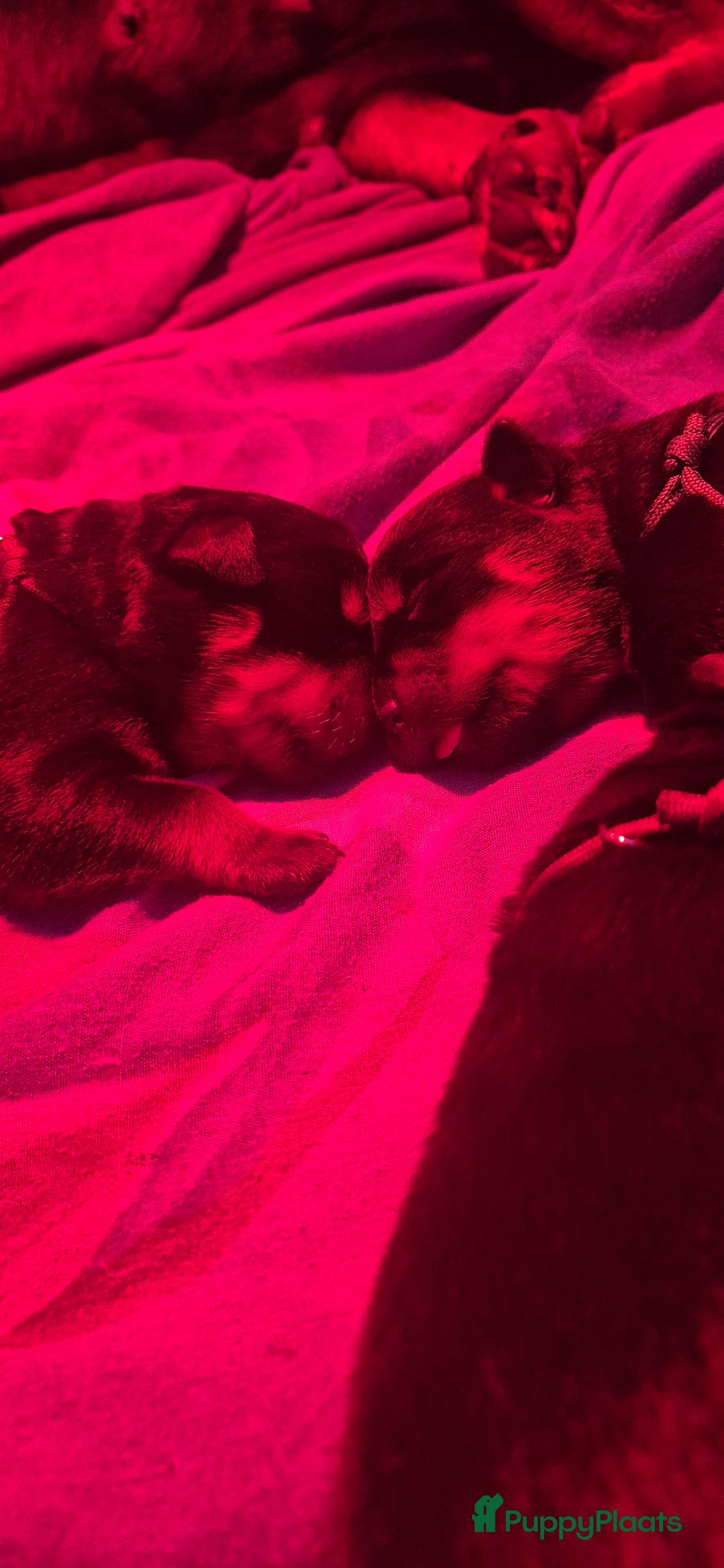 Rottweiler honden te koop: Nest F 27.11.2025 - Advertentie 2