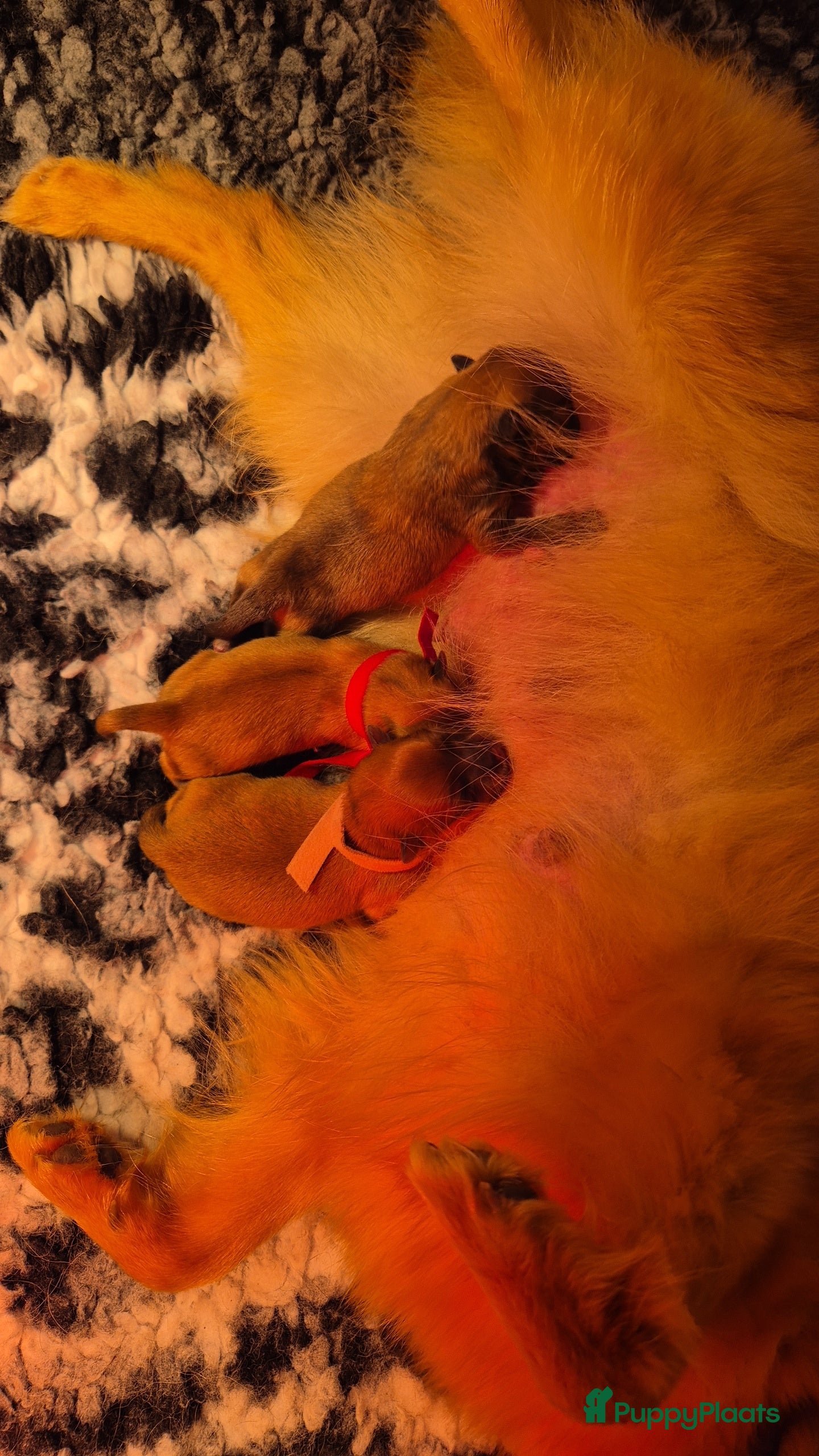 Pomeriaan honden nog 2 hele schattige teefjes🥰 - Advertentie 12