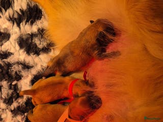 Pomeriaan honden nog 2 hele schattige teefjes🥰 - Advertentie 2