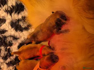 Pomeriaan honden nog 2 hele schattige teefjes🥰 - Advertentie 10