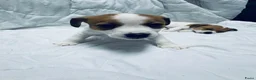 Jack Russel Terriër honden te koop: Jack Russell pups beschikbaar - Advertentie 4