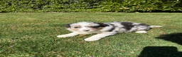 Kruising honden te koop: Australian Shepherd x Border Collie pups - Advertentie 3