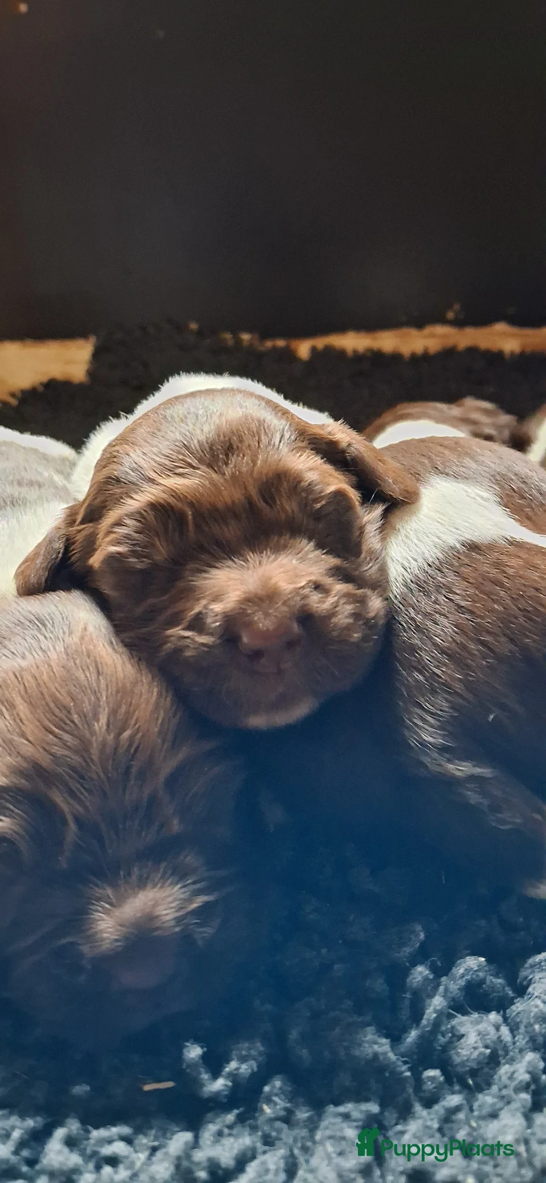 Heidewachtel honden te koop: Kleine Münsterlander reu met stamboom  - Advertentie 2