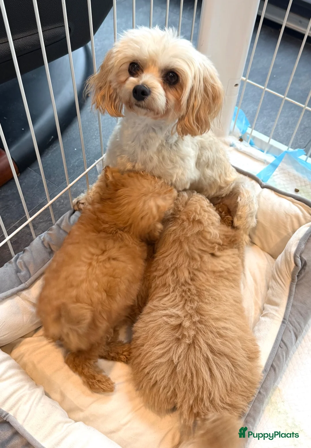 Maltipoo honden te koop: Maltipoo reutje super mooi, uit geteste ouders - Advertentie 9