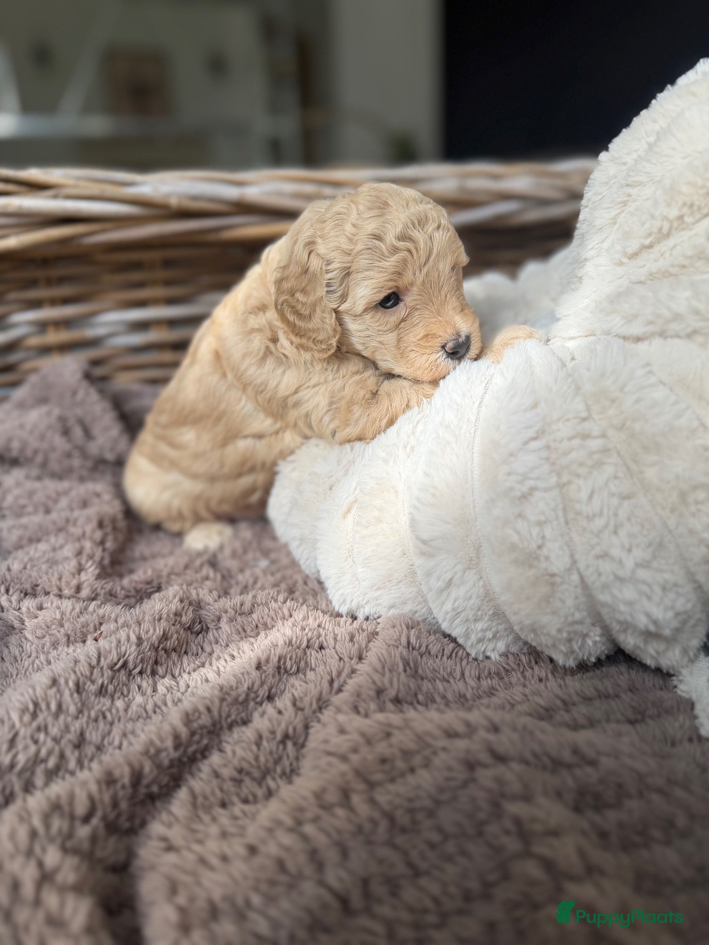 Labradoodle honden Mini Labradoodle  - Advertentie 2