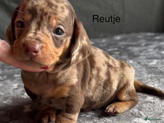 Teckel (korthaar) honden Teckel pups choco tan en merle - Advertentie 4