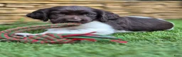 Heidewachtel honden te koop: Prachtige Heidewachtel puppy's aangeboden - Advertentie 13
