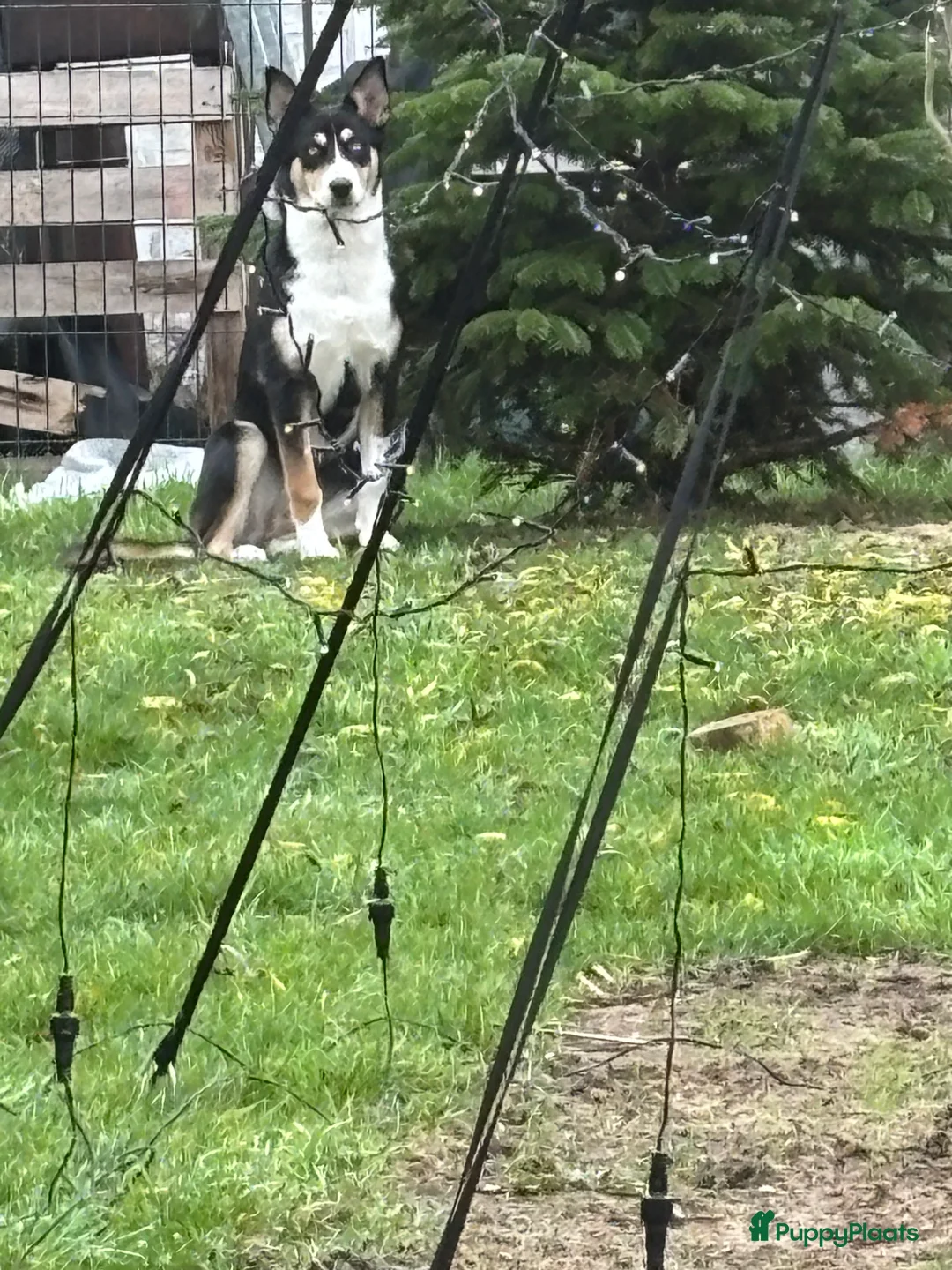 Kruising honden te koop:  Husky kruising dobermans is netjes  - Advertentie 9