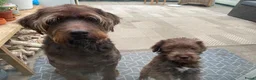 Labradoodle honden te koop: Labradoodle teefje - Advertentie 10
