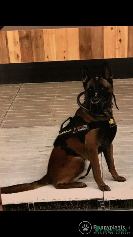 Mechelse Herder honden Dekreu ! in Nijkerk - Advertentie 2