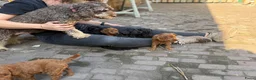Cockapoo honden te koop: Lieve midi Cockapoo pups zoeken fijn thuis - Advertentie 15