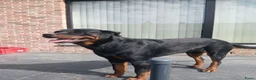 Rottweiler honden te koop: Mooie rottweilertjes - Advertentie 2