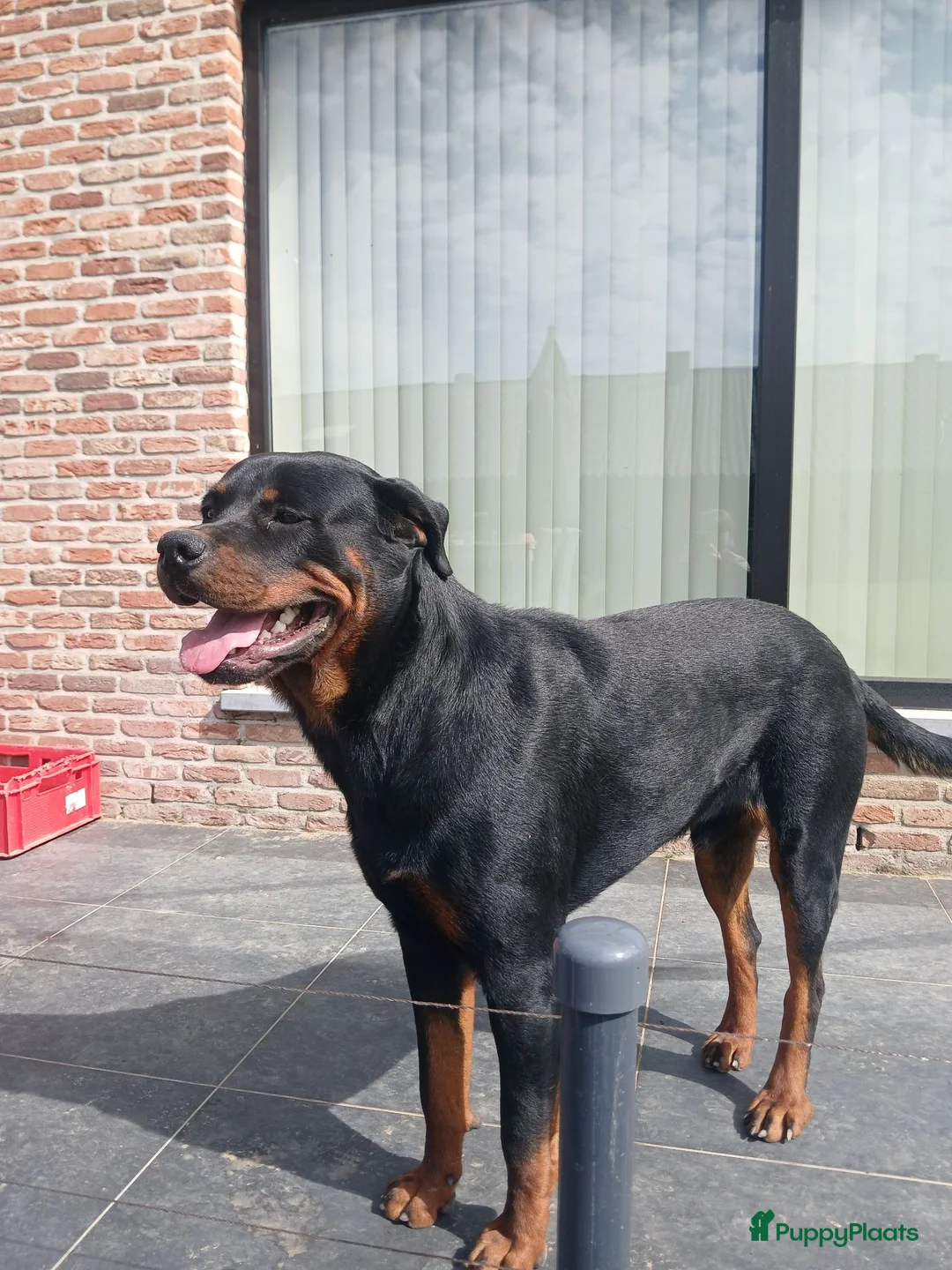 Rottweiler honden te koop: Mooie rottweilertjes - Advertentie 2