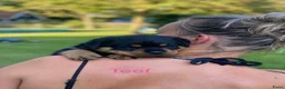 Rottweiler honden te koop: Lieve rottweilers puppy’s  - Advertentie 13