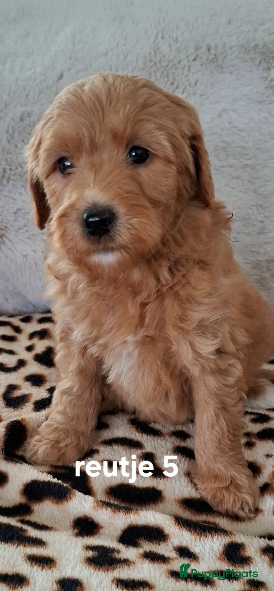 Labradoodle honden te koop: Labradoodle pups kleine  medium  - Advertentie 2