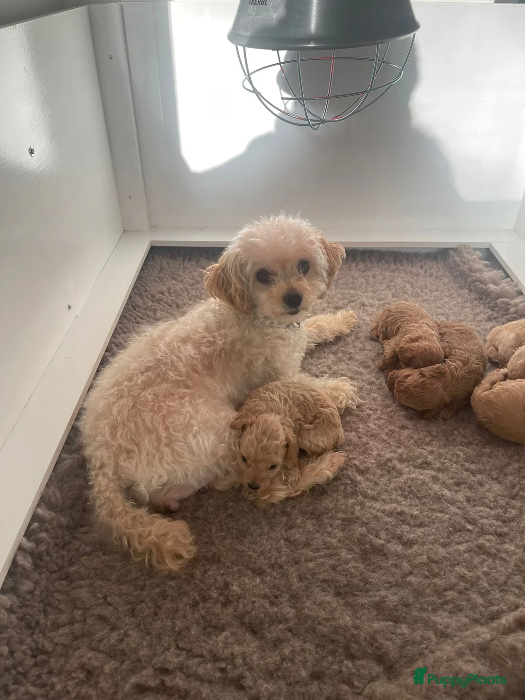 Kruising honden te koop: Prachtige doodle/maltipoo pups in Veenendaal - Advertentie 9