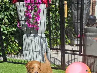 Australian Labradoodle honden Australian labradoodle reutje mini - Advertentie 3