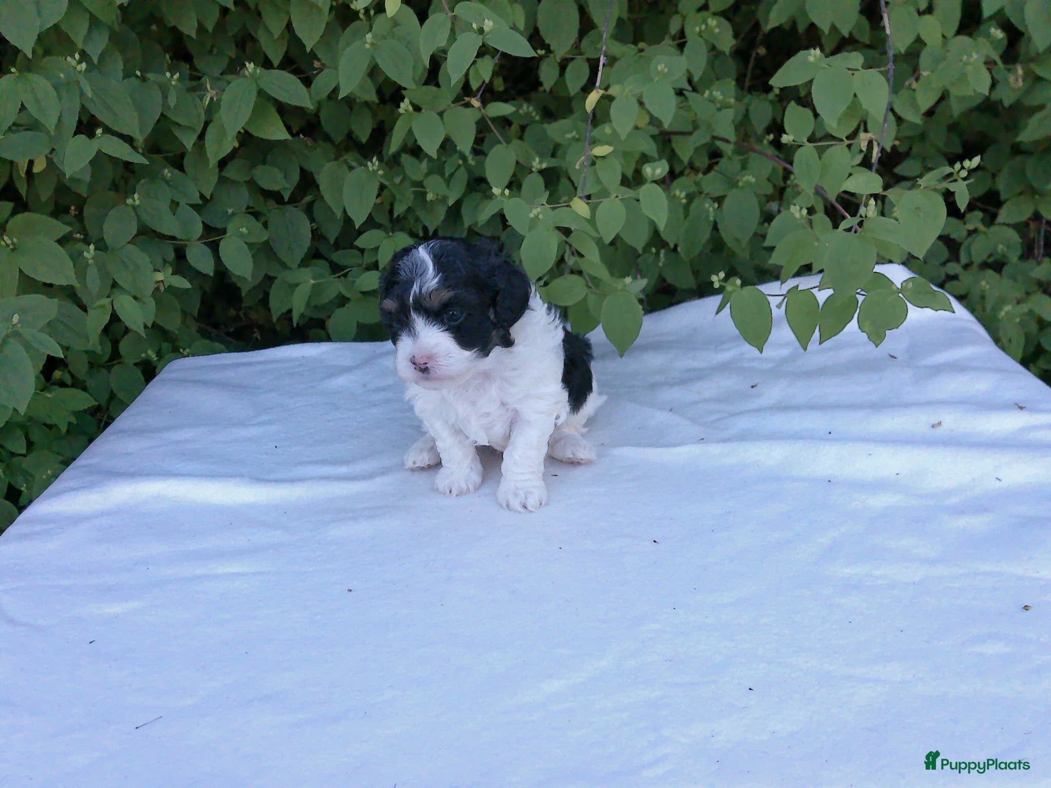 Shihpoo honden Lieve zachte Shihpoo pupjes te koop - Advertentie 1