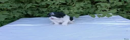 Shihpoo honden te koop: Lieve zachte Shihpoo pupjes te koop - Advertentie 1