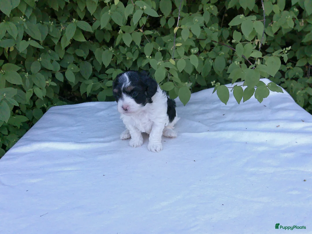 Shihpoo honden te koop: Lieve zachte Shihpoo pupjes te koop - Advertentie 1