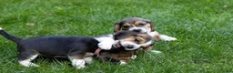 Beagle honden te koop: Mooie stamboom Beagle pups - Advertentie 3