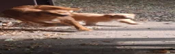 Nova Scotia Duck Tolling Retriever honden te koop: Toller pups, beide ouders zijn aanwezig - Advertentie 8