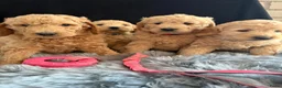 Kruising honden te koop: Prachtig nestje Goldendoodle/Labradoodle puppy’s in Heeswijk Dinther - Advertentie 8