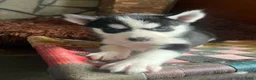 Siberische Husky honden te koop: Lieve husky pups zoeken een gouden mandje - Advertentie 9