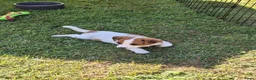 Jack Russel Terriër honden te koop: Jack Russel puppys in Callantsoog - Advertentie 6