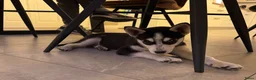 Kruising honden te koop: Nog maar 2 Husky pups - Advertentie 9