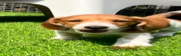 Ruwhaar Teckel honden te koop: Ruwharige piebald teckel - Advertentie 8