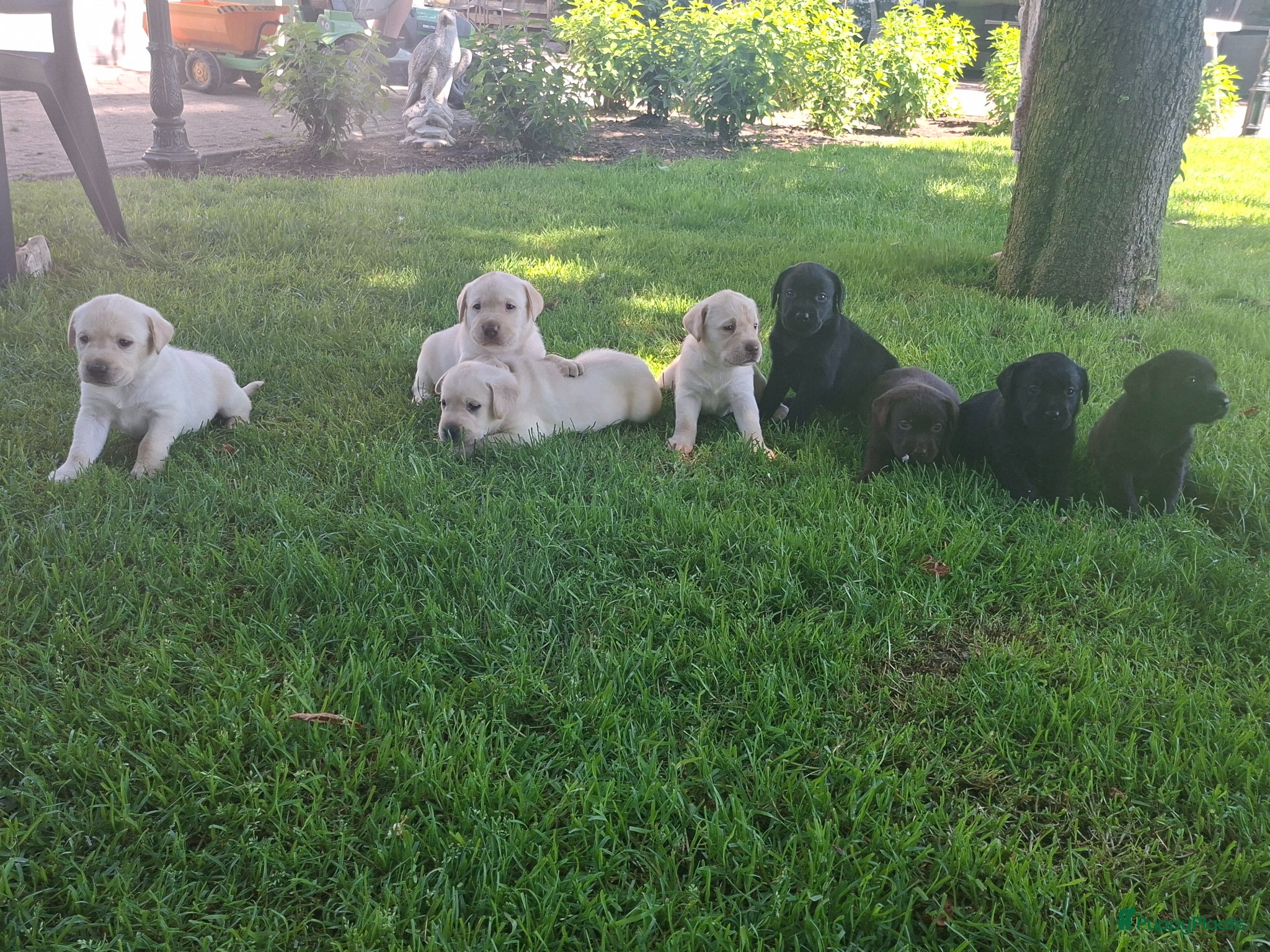 Labrador Retriever honden  Raszuivere stamboom labrador retriever - Advertentie 1